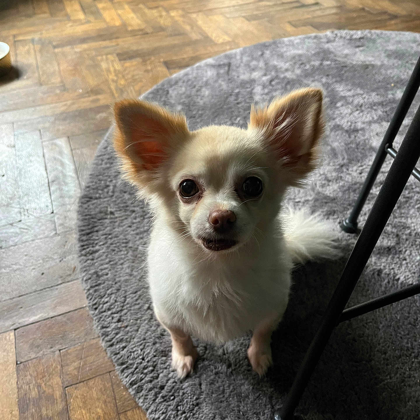 Louna participe au concours pour gagner de l'argent avec cette photo : accessories, animal, canine, chihuahua, cockerspaniel, dog, eskimodog, hardwood, homedecor, papillon, pet, plywood, poodle, puppy, slate, strap, wood
