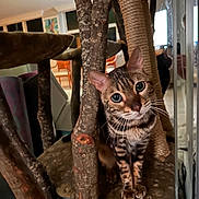 Bluezy joined the competition — help win amazing prizes! cat, bengal_cat, cat_tree, wood, indoor, furniture, mirror, whiskers, pets, animal, curious, eyes, fur, scratching_post, home, cozy, tabby, closeup, playful, resting