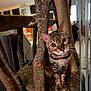 cat, bengal_cat, cat_tree, wood, indoor, furniture, mirror, whiskers, pets, animal, curious, eyes, fur, scratching_post, home, cozy, tabby, closeup, playful, resting