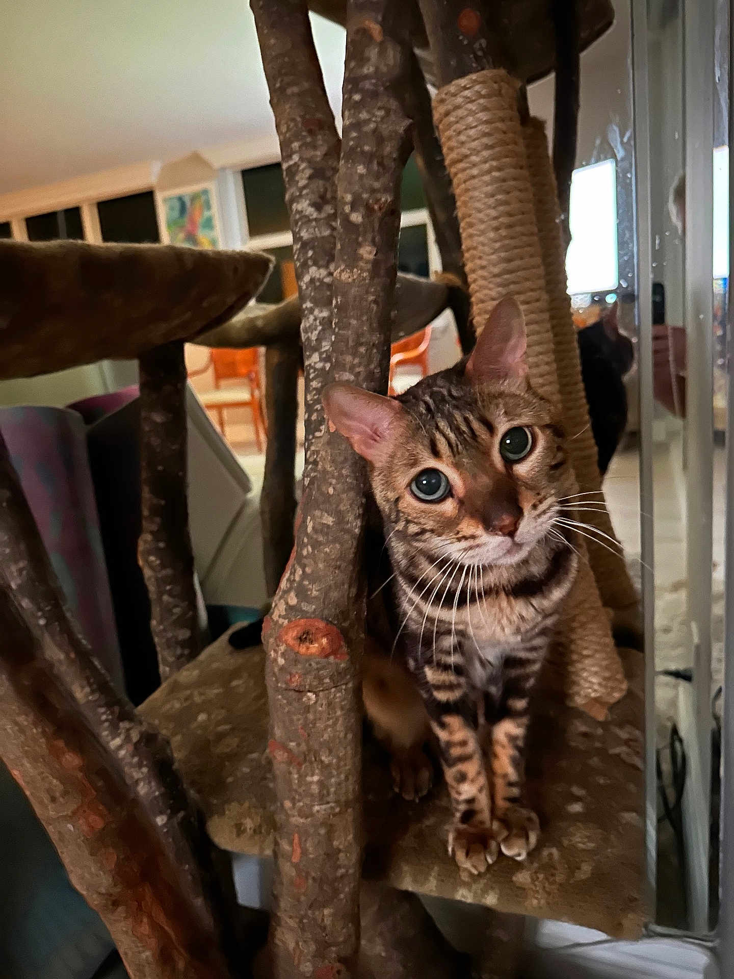 Bluezy joined the competition — help win amazing prizes! cat, bengal_cat, cat_tree, wood, indoor, furniture, mirror, whiskers, pets, animal, curious, eyes, fur, scratching_post, home, cozy, tabby, closeup, playful, resting