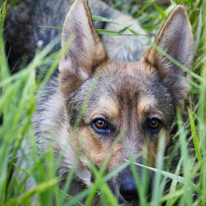 Radar is registered to the contest to win money with this photo: animal, canine, coyote, dog, field, fox, germanshepherd, grass, grassland, greyfox, hound, husky, kitfox, nature, pet, plant, puppy, redwolf, snout, wolf
