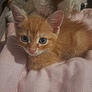 Ziggie is registered to the contest to win money with this photo: animal, blanket, blue_eyes, cat, closeup, cozy, cute, cute_pet, feline, indoor, kitten, orange_cat, pet, plush, resting, snuggle, soft, stuffed_animal, toy, young