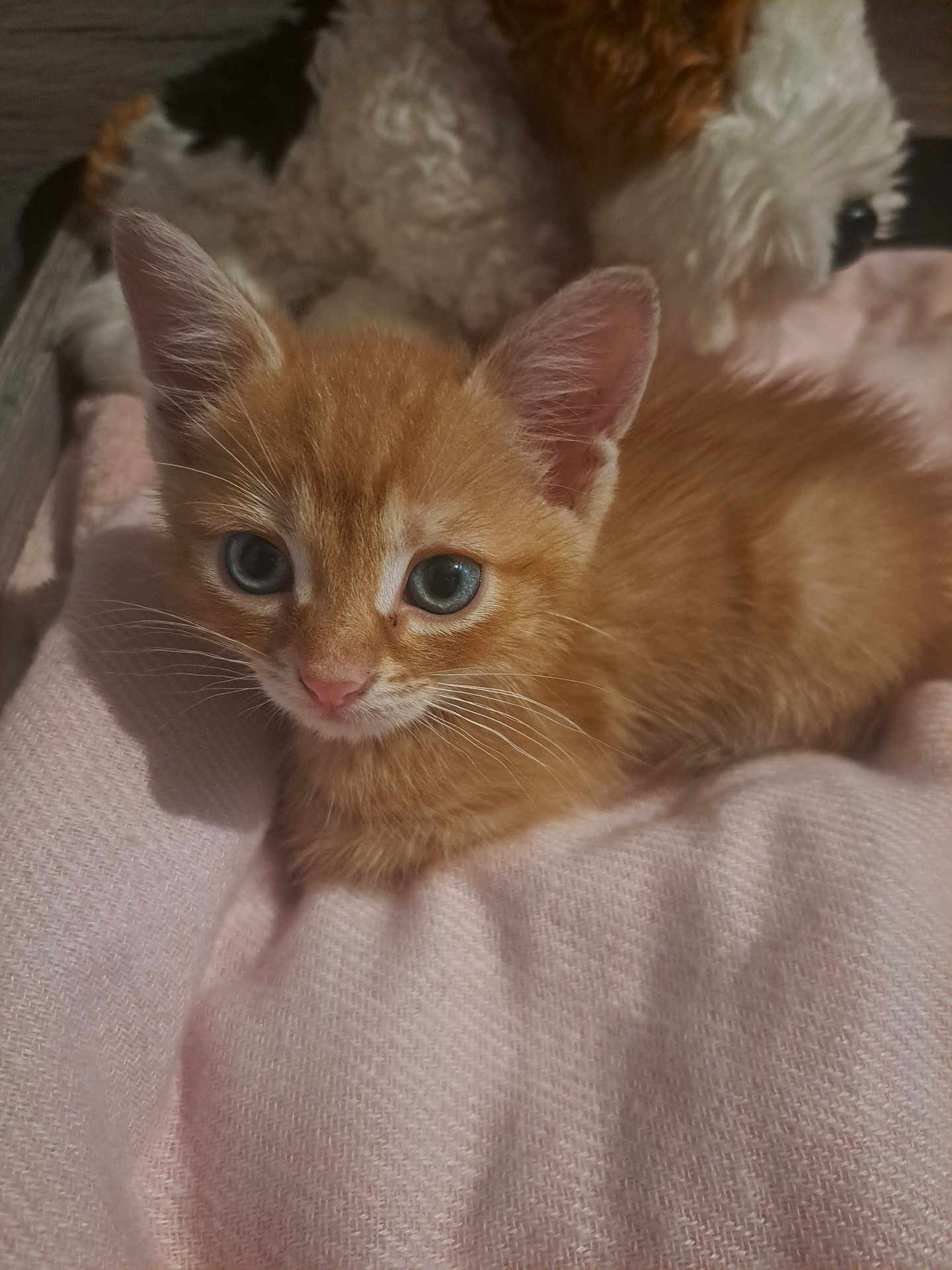 Ziggie