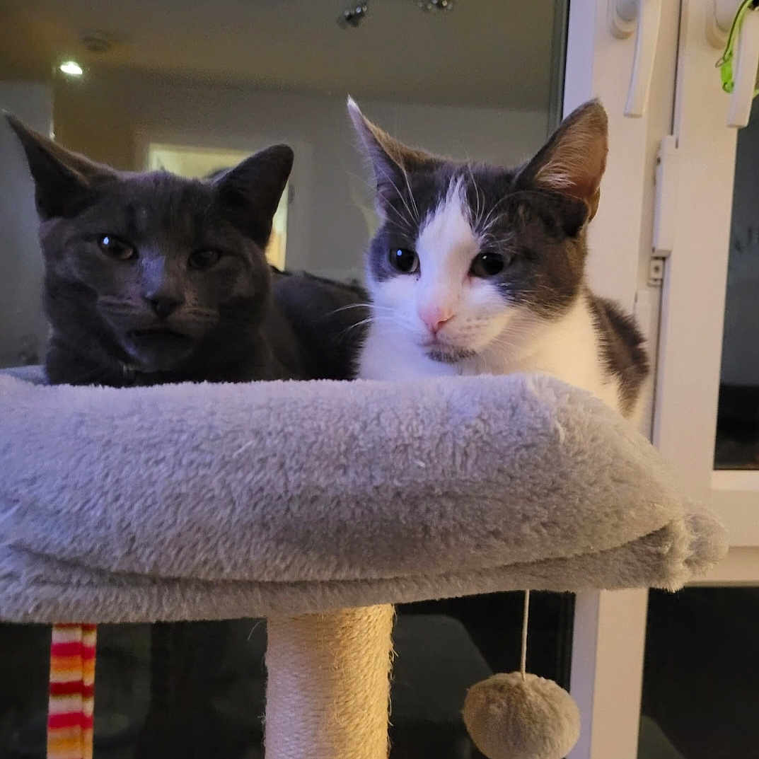 Storm And Moon joined the competition — help win amazing prizes! abyssinian, animal, blackcat, cat, closet, couch, cupboard, cushion, door, drawer, furniture, homedecor, indoors, kitten, manx, person, pet, plant, pottedplant, siamese