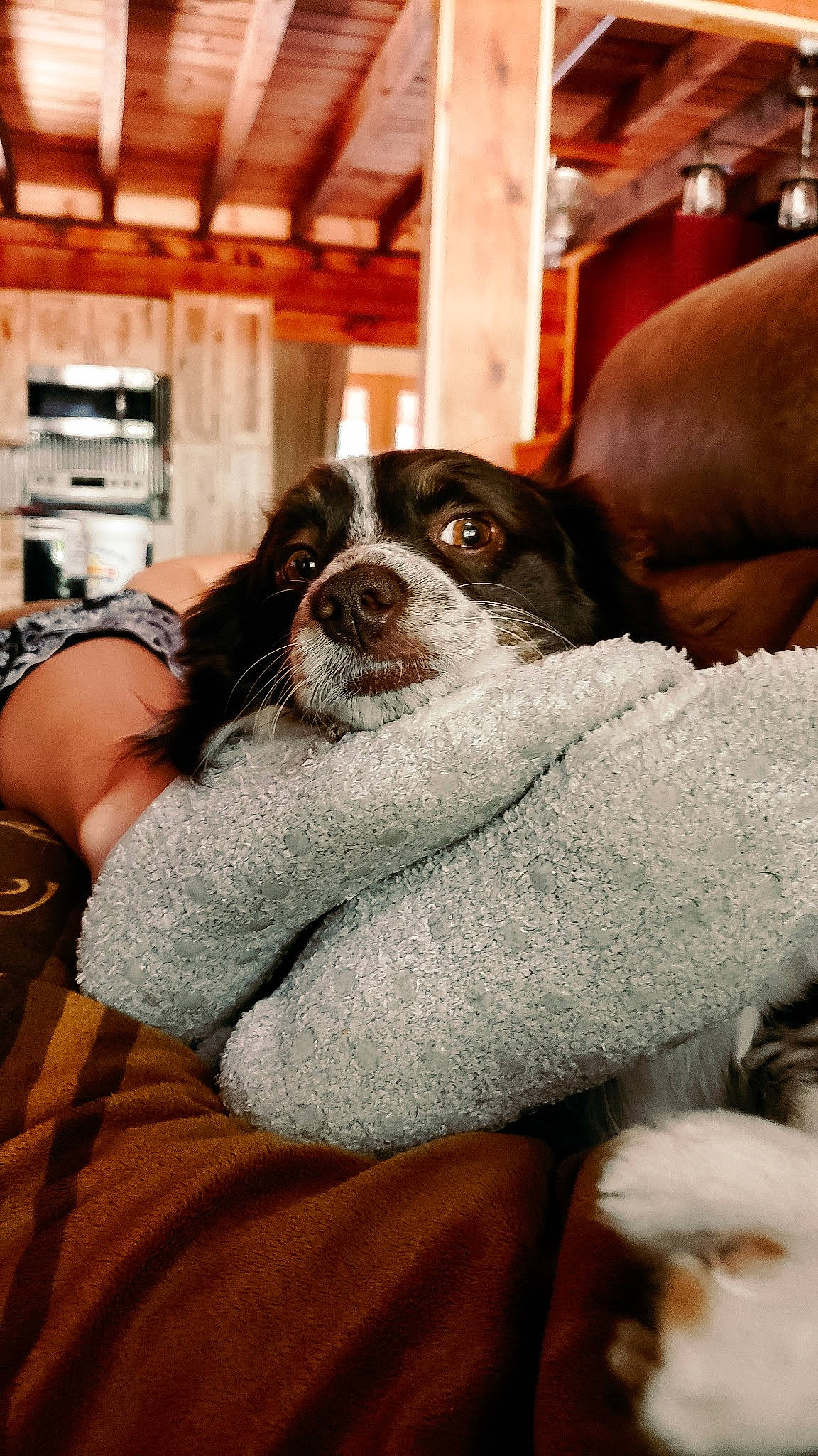 John Wayne is registered to the contest to win money with this photo: canidae, carnivore, companion_dog, dog, dog_breed, puppy, puppy_love, snout, sporting_group