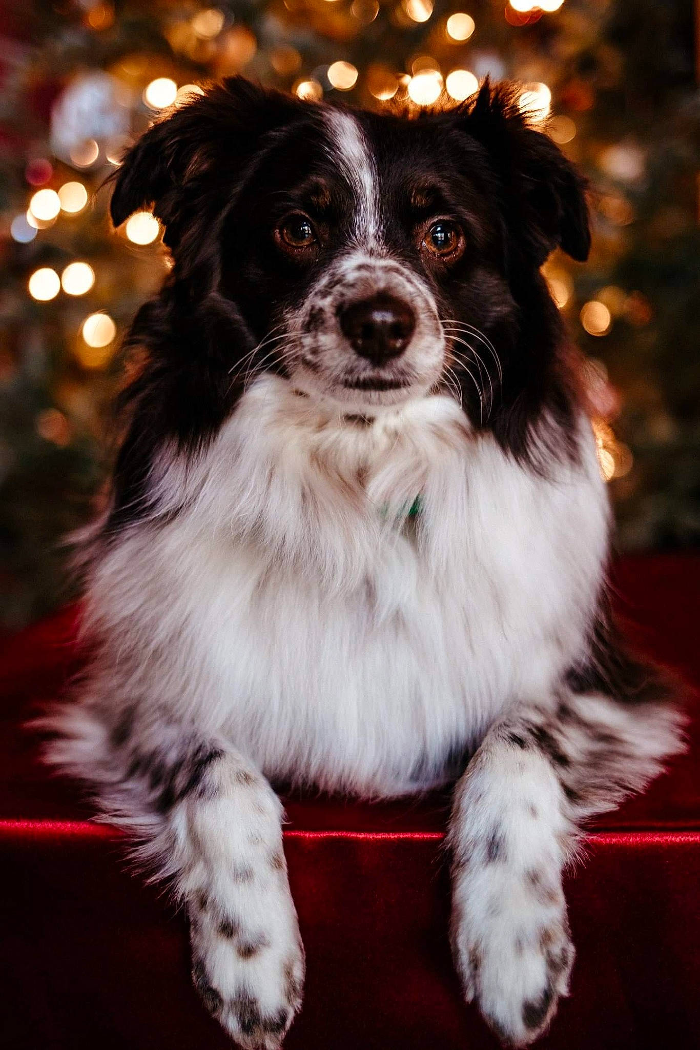 John Wayne joined the competition — help win amazing prizes! australian_shepherd, border_collie, canidae, carnivore, companion_dog, dog, dog_breed, mammal, phalene, puppy, rare_breed_dog, snout, sporting_group, stabyhoun, vertebrate, whiskers, working_dog