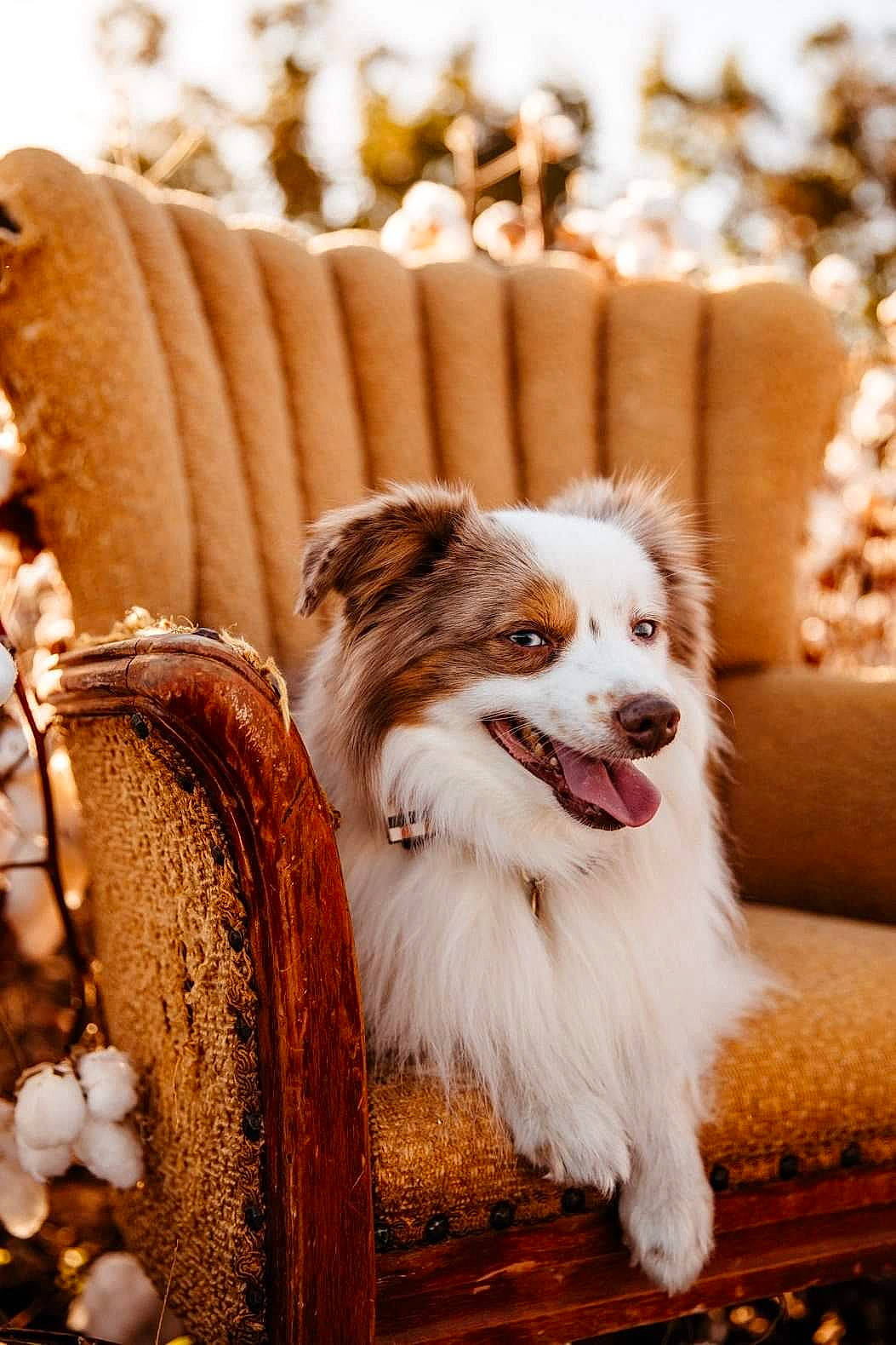 Opie joined the competition — help win amazing prizes! australian_shepherd, canidae, carnivore, companion_dog, dog, dog_breed, fur, miniature_australian_shepherd, pomeranian, puppy, sporting_group