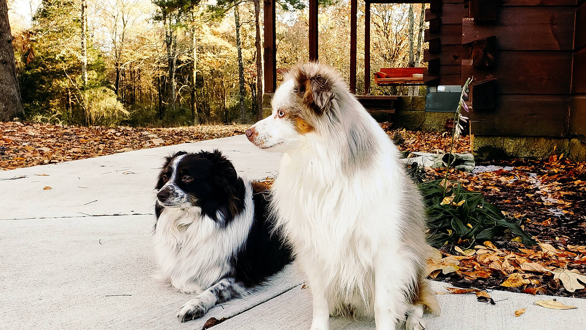 Opie is registered to the contest to win money with this photo: australian_shepherd, canidae, carnivore, companion_dog, dog, dog_breed, mammal, phalene, pyrenean_mastiff, rare_breed_dog, shetland_sheepdog, sporting_group, vertebrate
