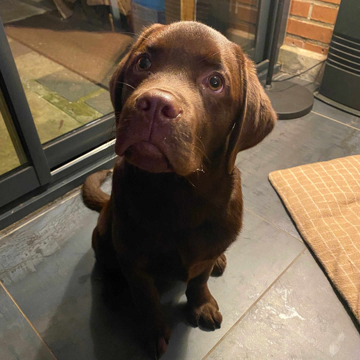 Alf participe au concours pour gagner de l'argent avec cette photo : dog, puppy, chocolate_labrador, indoor, floor, tile, mat, brick_wall, pet, animal, looking_up, cute, young_dog, household, domestic, companion, canine, brown_coat, sitting, ears