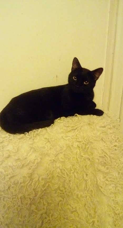 Salème a rejoint le concours — aidez-le/la à gagner de superbes lots ! black_cat, bombay, carnivore, cat, comfort, domestic_short_haired_cat, felidae, flooring, fur, paw, small_to_medium_sized_cats, snout, tail, terrestrial_animal, tree, whiskers