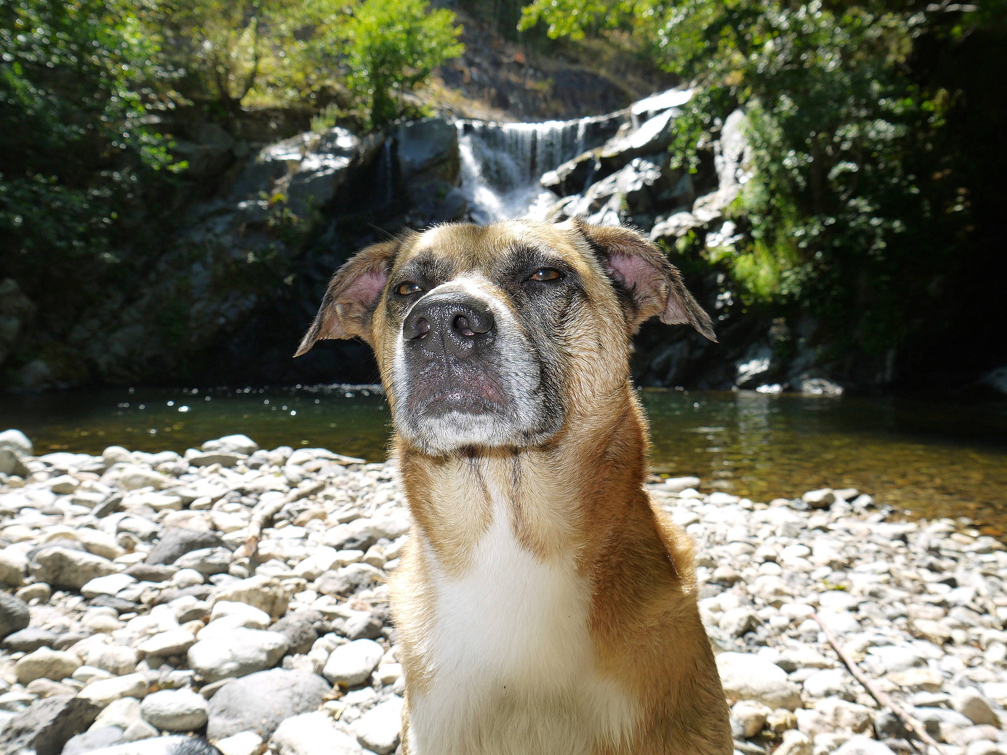 Daisy a rejoint le concours — aidez-le/la à gagner de superbes lots ! canidae, carnivore, companion_dog, dog, dog_breed, fawn, fluvial_landforms_of_streams, grass, landscape, plant, rock, snout, sporting_group, stream, terrestrial_animal, tree, water, waterfall, whiskers, working_animal