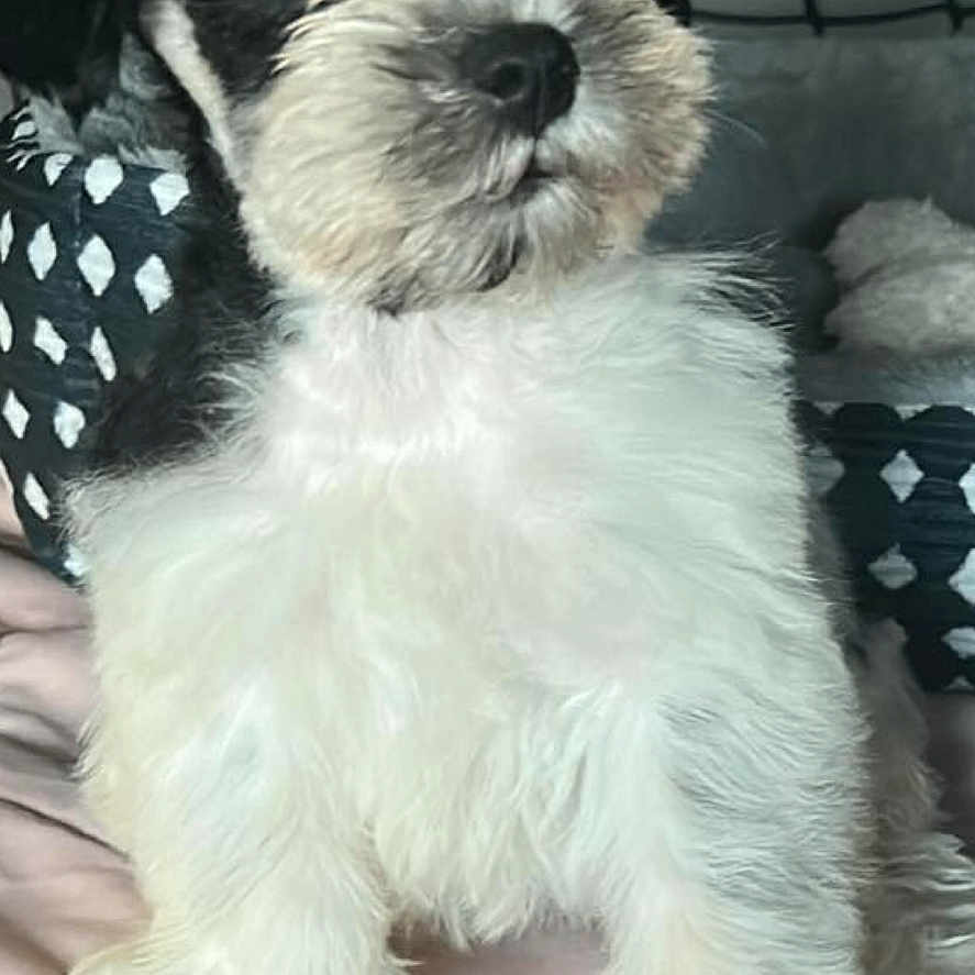 Nova joined the competition — help win amazing prizes! adorable, alert, animal, bed, black_and_white, blanket, companion, cozy, curious, cute, dog, domestic_animal, fluffy, fur, indoor, pet, puppy, sitting, small, young