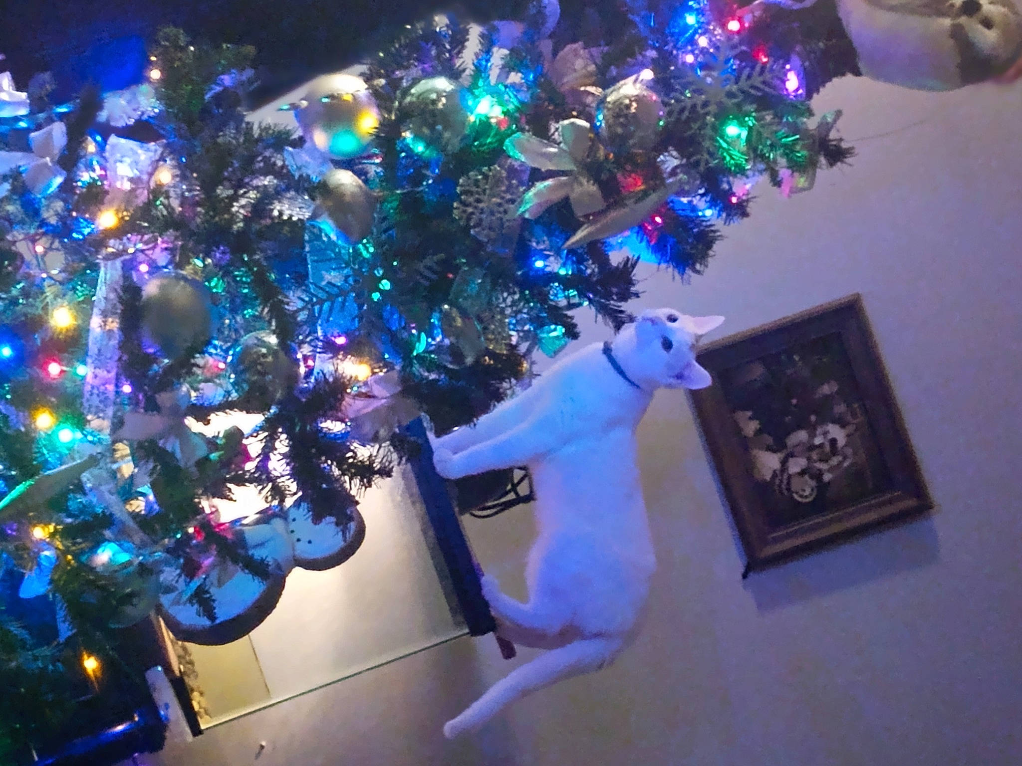 Nimbus joined the competition — help win amazing prizes! blue, christmas, christmas_decoration, christmas_eve, christmas_ornament, christmas_tree, conifer, electric_blue, event, evergreen, holiday, holiday_ornament, light, ornament, plant, purple, space, tree, winter, world