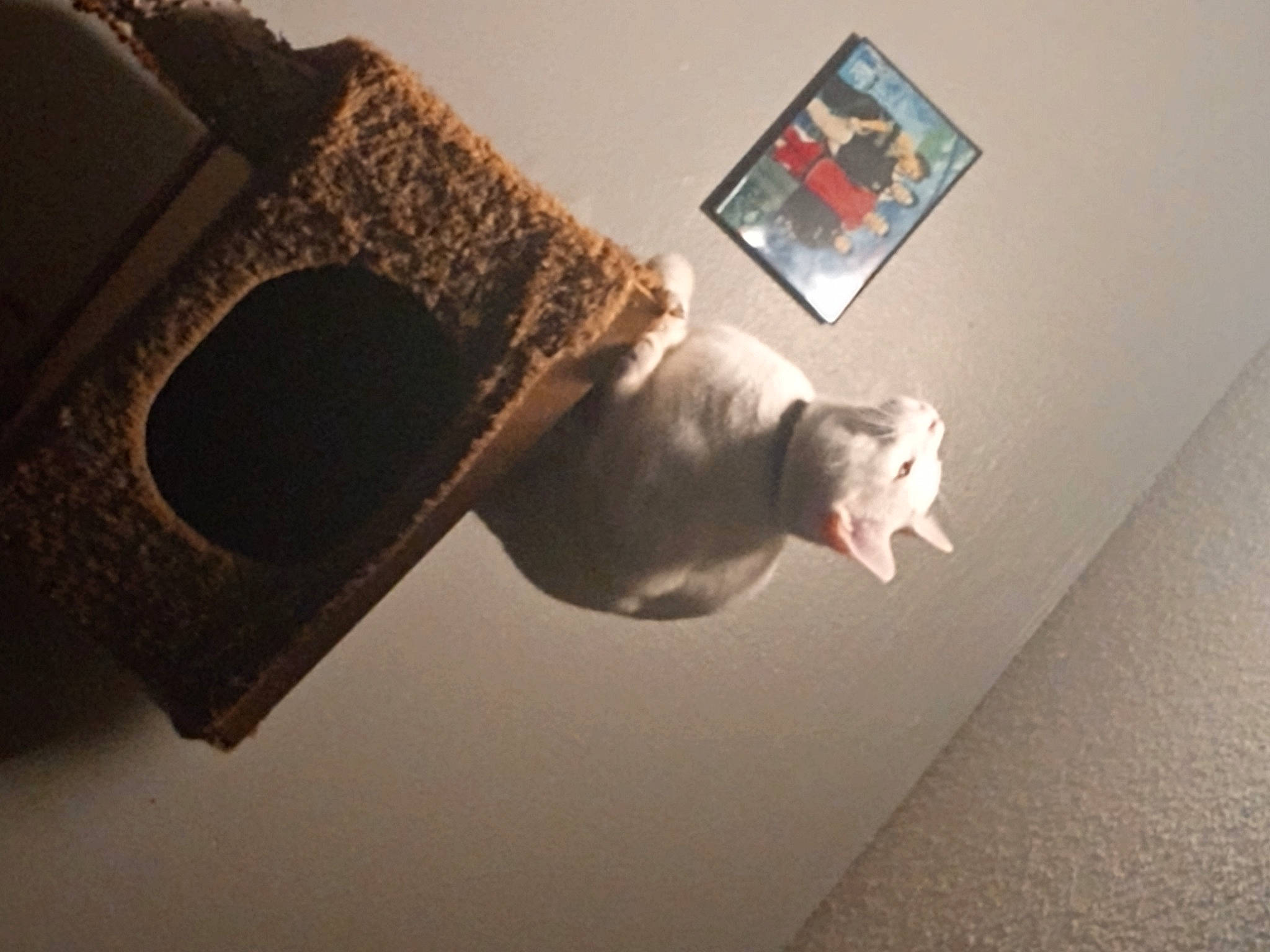 Nimbus joined the competition — help win amazing prizes! audio_equipment, carnivore, cat, ceiling, domestic_short_haired_cat, felidae, flooring, fur, gadget, grey, hardwood, house, linens, output_device, picture_frame, room, small_to_medium_sized_cats, tail, whiskers, wood