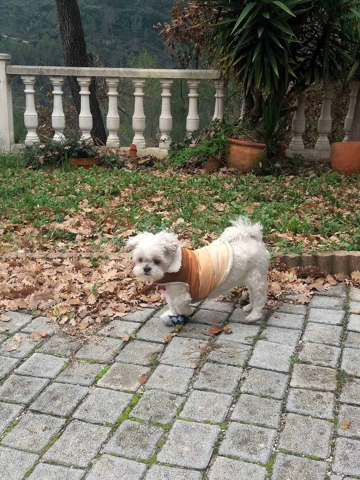 Lola a rejoint le concours — aidez-le/la à gagner de superbes lots ! carnivore, companion_dog, dog, dog_breed, dog_clothes, dog_supply, fawn, fence, flooring, flowerpot, grass, houseplant, plant, road_surface, sidewalk, sporting_group, tail, terrier, toy_dog, working_animal