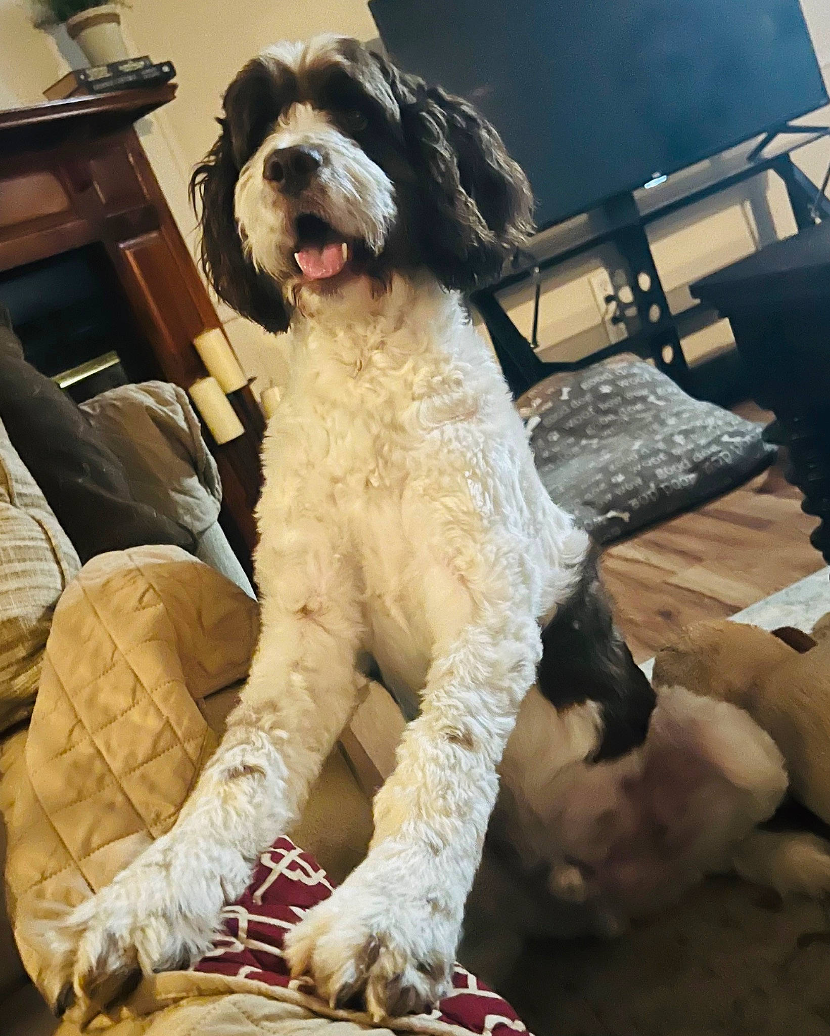 Max joined the competition — help win amazing prizes! canidae, carnivore, chair, companion_dog, dog, dog_breed, dog_collar, door, fur, gun_dog, houseplant, non_sporting_group, snout, spaniel, sporting_group, toy_dog, vehicle_door, water_dog, working_animal, working_dog