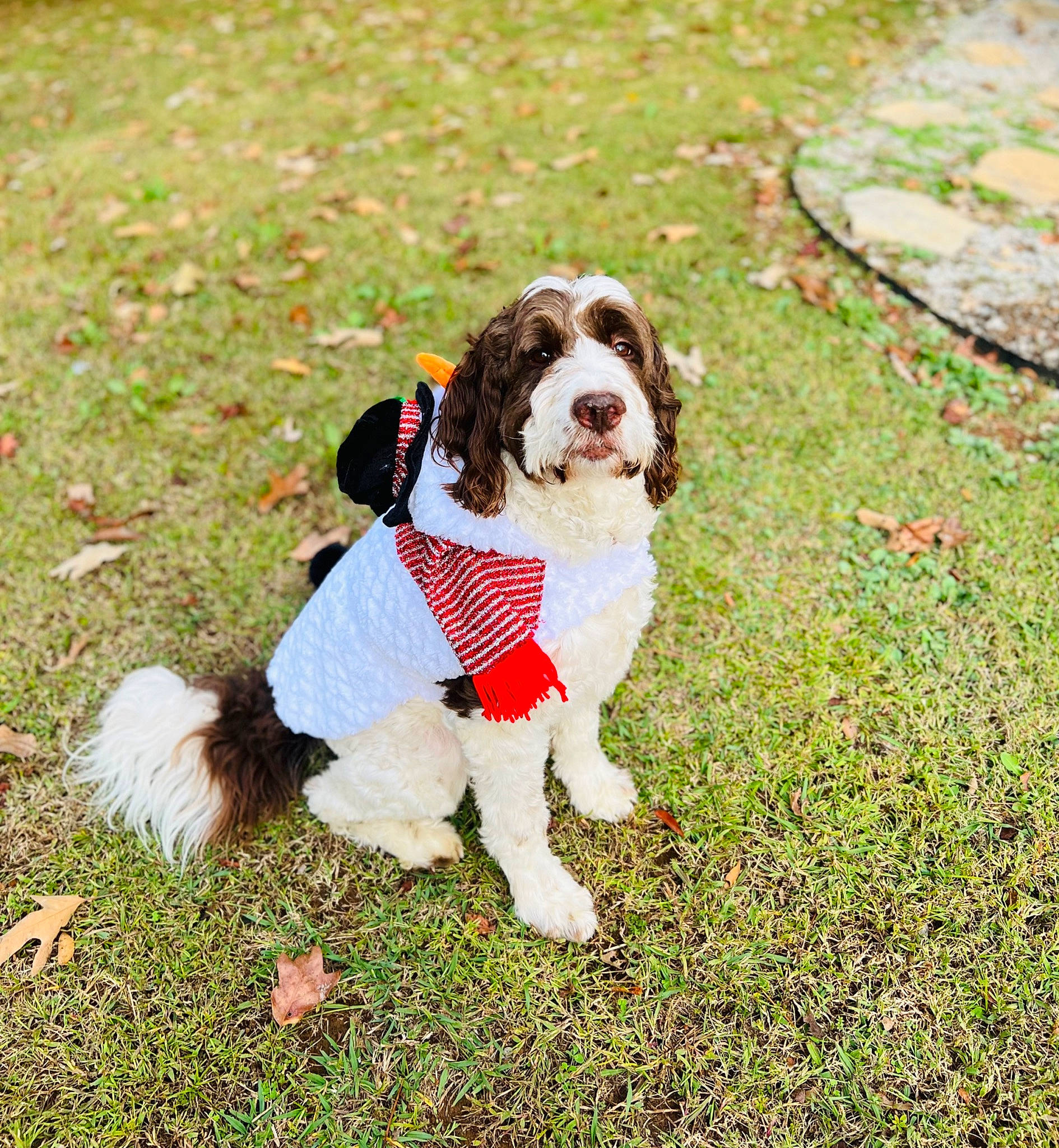 Max joined the competition — help win amazing prizes! canidae, carnivore, cavalier_king_charles_spaniel, collar, companion_dog, dog, dog_breed, dog_collar, dog_supply, fashion_accessory, fawn, grass, leash, liver, pattern, snout, sporting_group, tail, toy_dog, working_animal