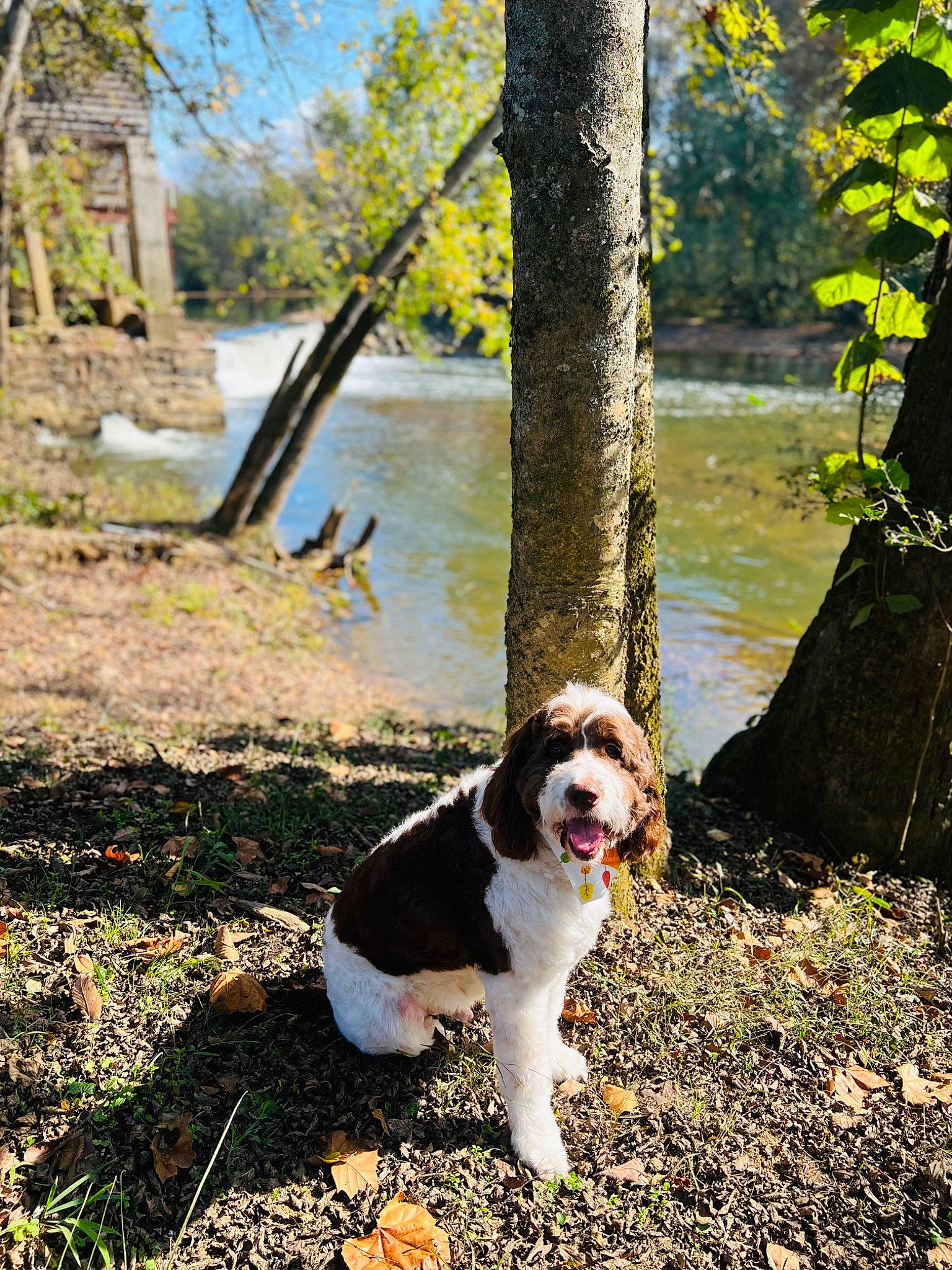 Max joined the competition — help win amazing prizes! carnivore, companion_dog, dog, dog_breed, fawn, forest, grass, lake, landscape, leaf, plant, snout, spring, sunlight, terrier, toy_dog, tree, trunk, water, woodland