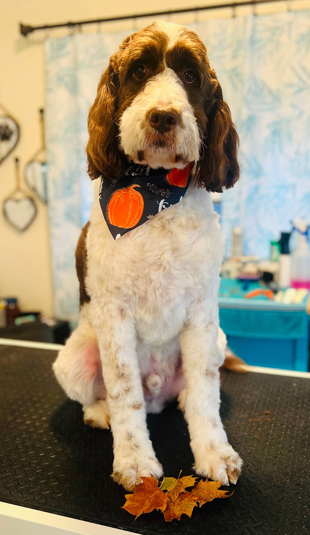 Max joined the competition — help win amazing prizes! canidae, carnivore, collar, comfort_food, companion_dog, dog, dog_breed, dog_collar, dog_supply, fur, labradoodle, liver, pineapple, snout, spaniel, sporting_group, terrier, toy_dog, water_dog