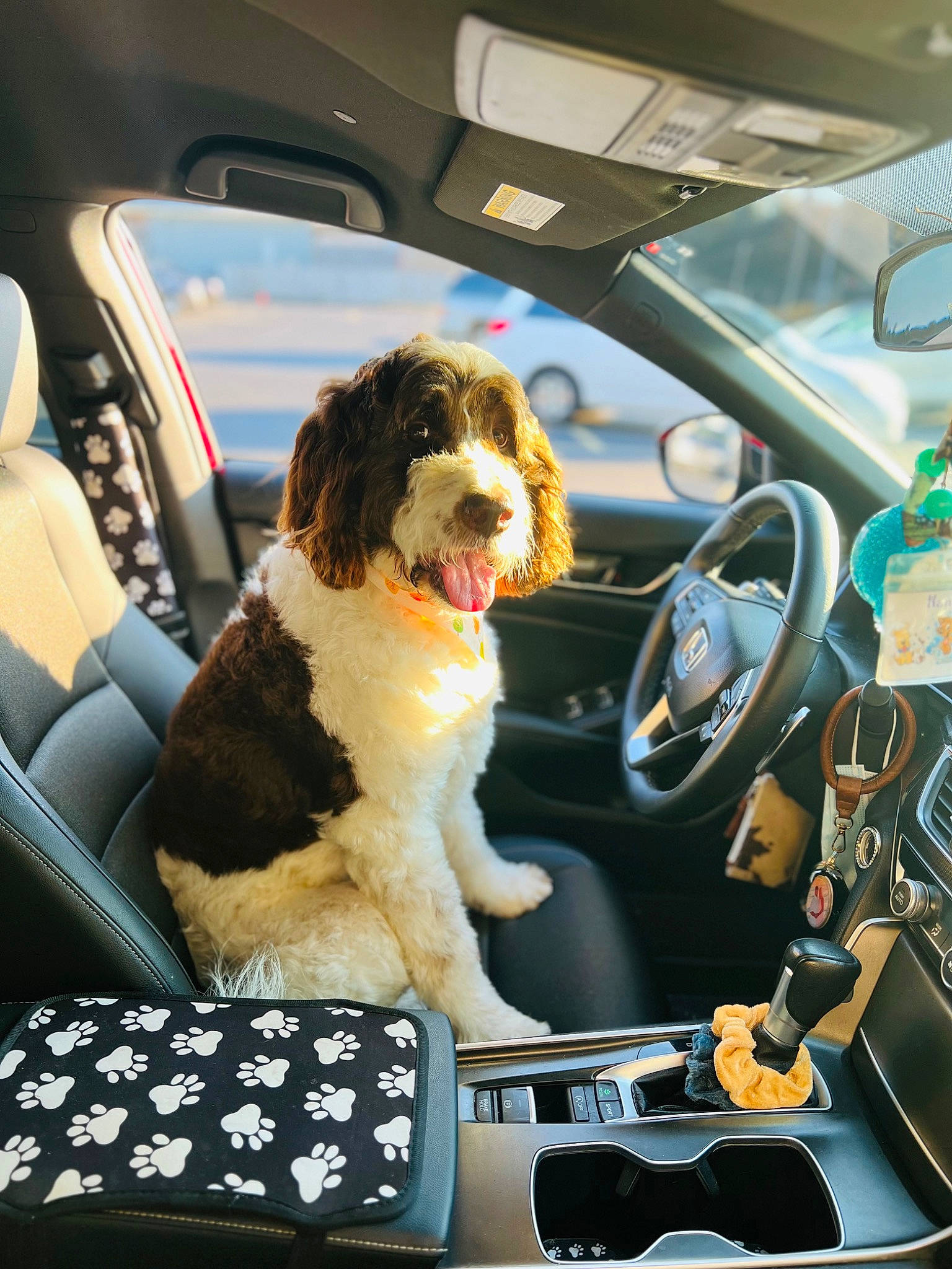 Max is registered to the contest to win money with this photo: auto_part, automotive_design, automotive_exterior, automotive_mirror, car, car_seat, car_seat_cover, carnivore, companion_dog, dog, dog_breed, gear_shift, mode_of_transport, motor_vehicle, personal_luxury_car, steering_part, steering_wheel, vehicle, vehicle_audio, vehicle_door