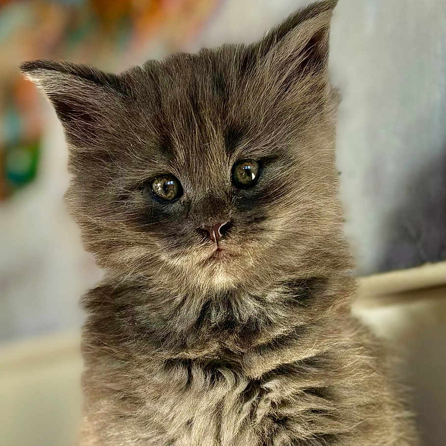 Misty participe au concours pour gagner de l'argent avec cette photo : animal, cat, closeup, cozy, curious, cute, eyes, feline, fluffy, fur, gray, indoors, kitten, paws, pet, portrait, sitting, soft, whiskers, young