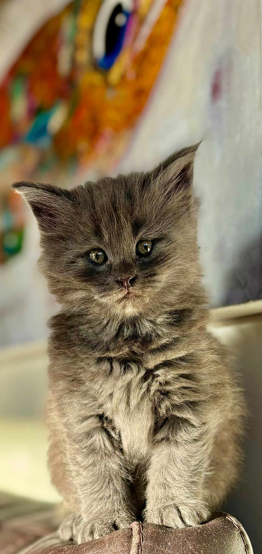 Misty participe au concours pour gagner de l'argent avec cette photo : kitten, cat, fluffy, gray, fur, cute, pet, animal, indoors, sitting, closeup, portrait, young, feline, whiskers, soft, curious, eyes, paws, cozy