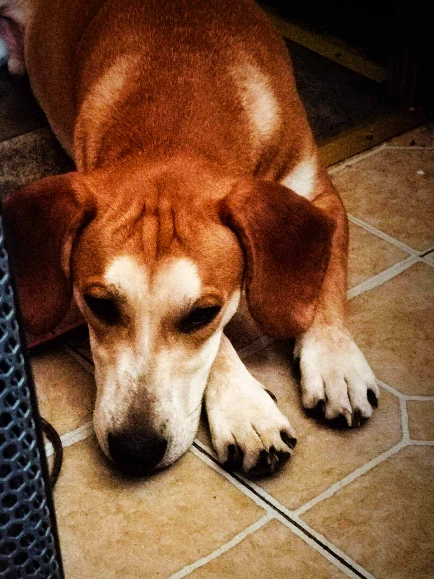 Man Man is registered to the contest to win money with this photo: beaglier, bored, canidae, carnivore, comfort, companion_dog, dog, dog_breed, fawn, flooring, fur, hardwood, hound, paw, scent_hound, sporting_group, tail, whiskers, wood, working_animal