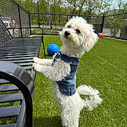 Kennedy joined the competition — help win amazing prizes! dog, white_dog, denim_vest, fence, bench, artificial_grass, outdoor, sunny, ball, playground, pet, curly_fur, standing, animal, cute, park, yard, metal, green, summer