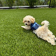 Lincoln joined the competition — help win amazing prizes! dog, puppy, denim_vest, grass, outdoor, fence, pet, small_dog, curious, fluffy, cute, animal, playing, summer, sunny, nature, canine, resting, young_dog, greenery