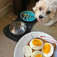 Lola joined the competition — help win amazing prizes! dog, white_dog, food, boiled_eggs, toast, plate, pepper, food_bowl, water_bowl, floor, tile_floor, kitchen, pet, curious, animal, indoor, meal, breakfast, closeup, cute