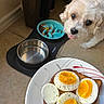 dog, white_dog, food, boiled_eggs, toast, plate, pepper, food_bowl, water_bowl, floor, tile_floor, kitchen, pet, curious, animal, indoor, meal, breakfast, closeup, cute