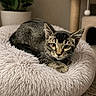 cat, kitten, tabby, pet_bed, fluffy, cozy, indoor, plant, potted_plant, cat_tree, furniture, carpet, relaxed, animal, cute, whiskers, ears, eyes, resting, feline