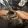 cat, kitten, tabby, sleeping, close_up, pet, fur, whiskers, ear, human_arm, hand, cuddle, resting, indoor, textile, pattern, black_and_white, comfort, relaxation, animal