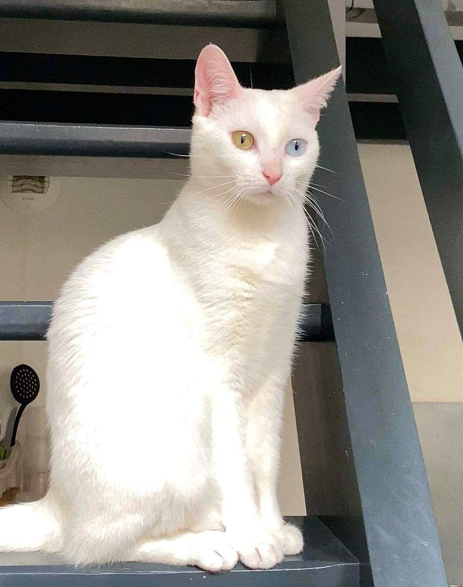 Hiona a rejoint le concours — aidez-le/la à gagner de superbes lots ! carnivore, cat, domestic_short_haired_cat, fawn, felidae, fur, paw, small_to_medium_sized_cats, snout, tail, whiskers