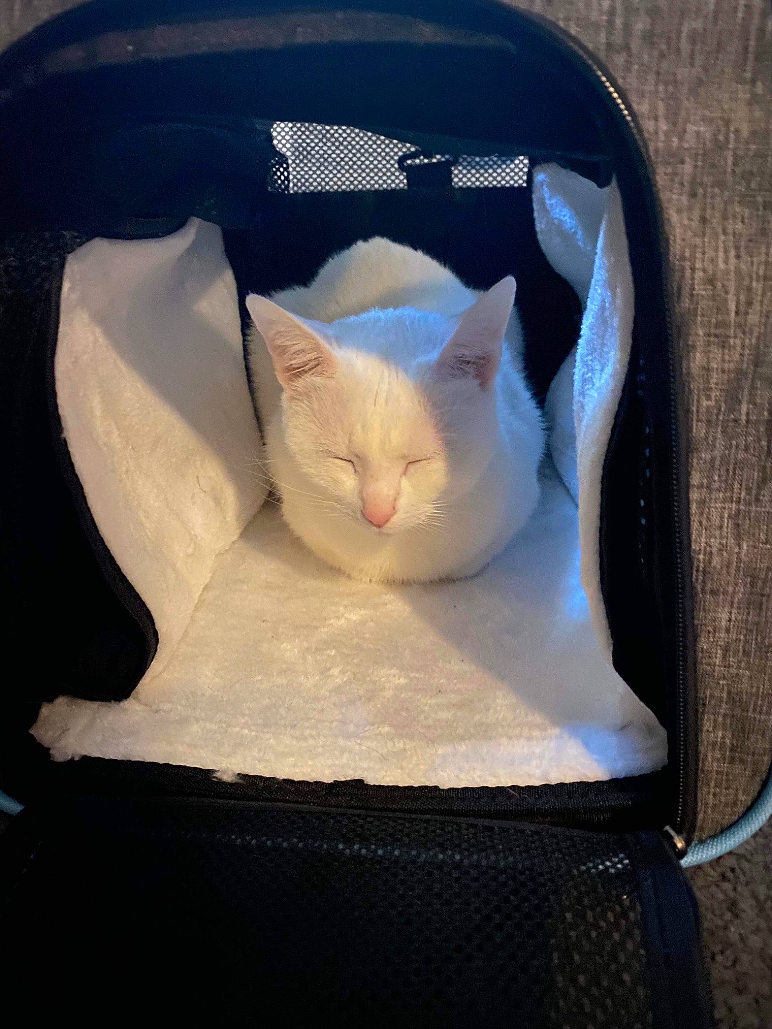 Hiona participe au concours pour gagner de l'argent avec cette photo : automotive_exterior, carnivore, cat, comfort, felidae, fender, linens, metal, paper, paper_product, plastic, plastic_bag, small_to_medium_sized_cats, tail, whiskers