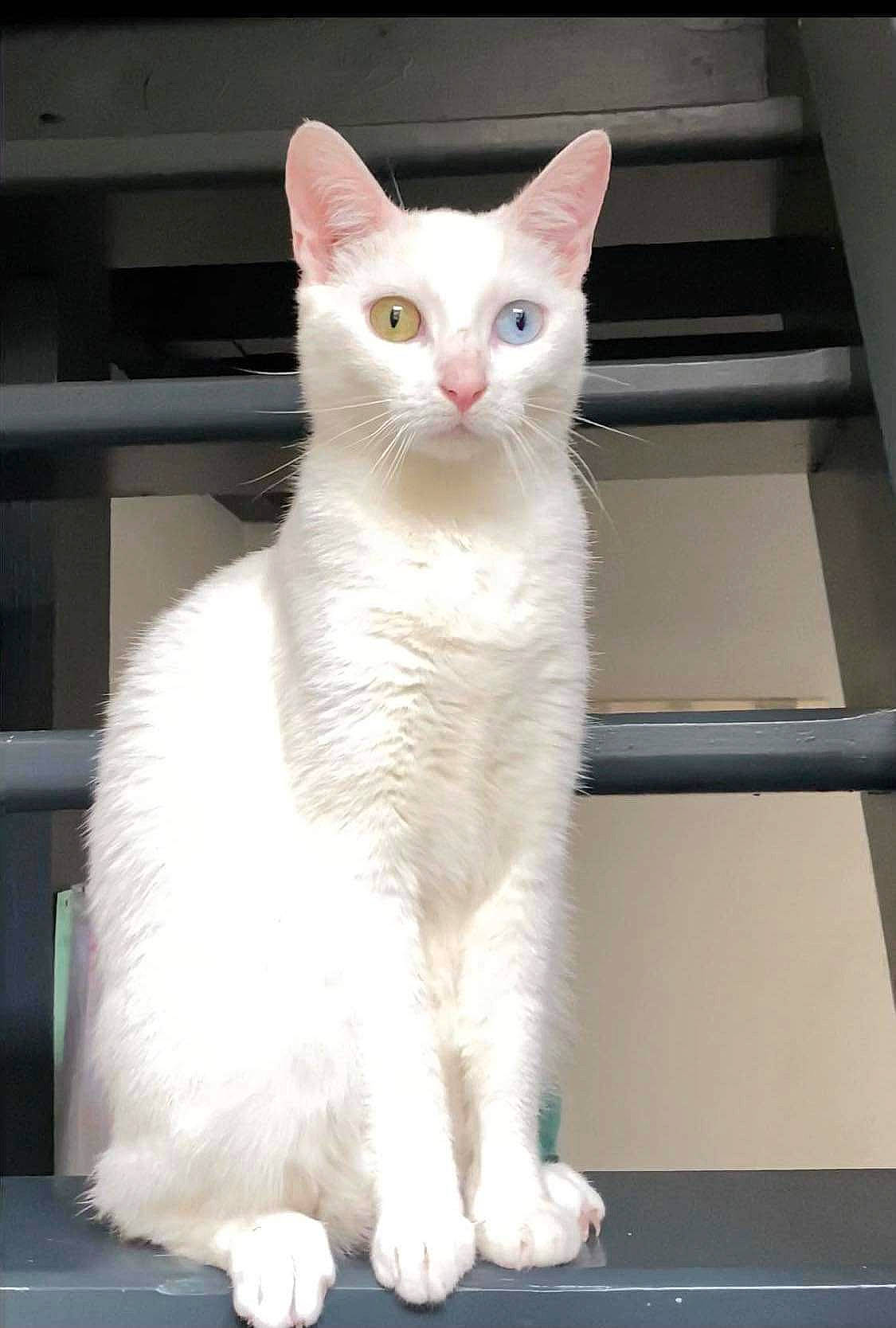 Hiona a rejoint le concours — aidez-le/la à gagner de superbes lots ! carnivore, cat, domestic_short_haired_cat, felidae, fur, iris, pet_supply, small_to_medium_sized_cats, snout, tail, whiskers, window