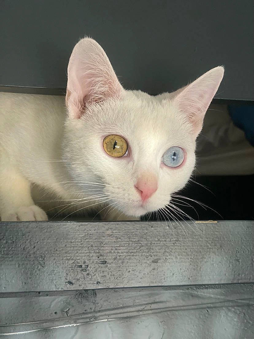 Hiona participe au concours pour gagner de l'argent avec cette photo : art, carnivore, cat, domestic_short_haired_cat, fawn, felidae, fur, paw, small_to_medium_sized_cats, snout, tail, whiskers, wood