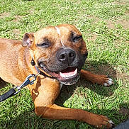 Naya a rejoint le concours — aidez-le/la à gagner de superbes lots ! american_pit_bull_terrier, american_staffordshire_terrier, black_mouth_cur, carnivoran, dog, dog_breed, dog_breed_group, dog_like_mammal, grass, plant, snout, staffordshire_bull_terrier, whiskers