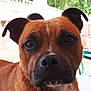 Naya participe au concours pour gagner de l'argent avec cette photo : boxer, carnivoran, dog, dog_breed, dog_breed_group, dog_like_mammal, snout, whiskers