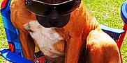 Naya participe au concours pour gagner de l'argent avec cette photo : boxer, carnivoran, dog, dog_breed, dog_like_mammal, grass, lawn, puppy, snout, vertebrate