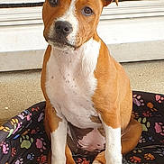 Chanel participe au concours pour gagner de l'argent avec cette photo : american_pit_bull_terrier, american_staffordshire_terrier, ancient_dog_breeds, canidae, carnivore, companion_dog, dog, dog_breed, fawn, mammal, non_sporting_group, nose, pit_bull, rare_breed_dog, snout, sporting_group, staffordshire_bull_terrier, terrier, vertebrate, whiskers