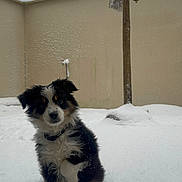 Alba participe au concours pour gagner de l'argent avec cette photo : puppy, dog, snow, winter, outdoor, pet, tricolor, fur, young_dog, backyard, wall, tree, nature, cold, animal, cute, sitting, snowfall, calm, fence