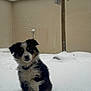 puppy, dog, snow, winter, outdoor, pet, tricolor, fur, young_dog, backyard, wall, tree, nature, cold, animal, cute, sitting, snowfall, calm, fence