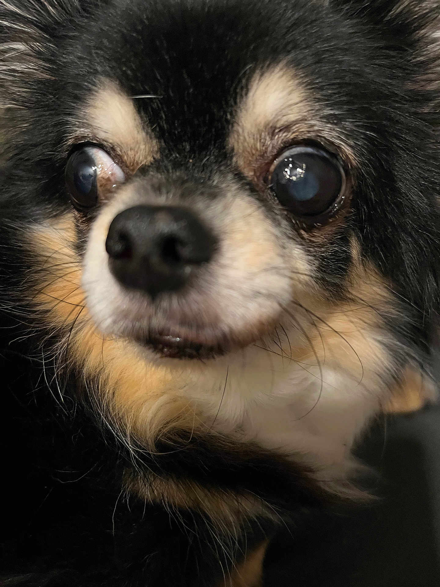 Hesperance participe au concours pour gagner de l'argent avec cette photo : dog, close_up, pet, animal, fur, black, brown, white, cute, face, whiskers, nose, eyes, fluffy, portrait, mammal, domestic_animal, small_dog, chihuahua, expression