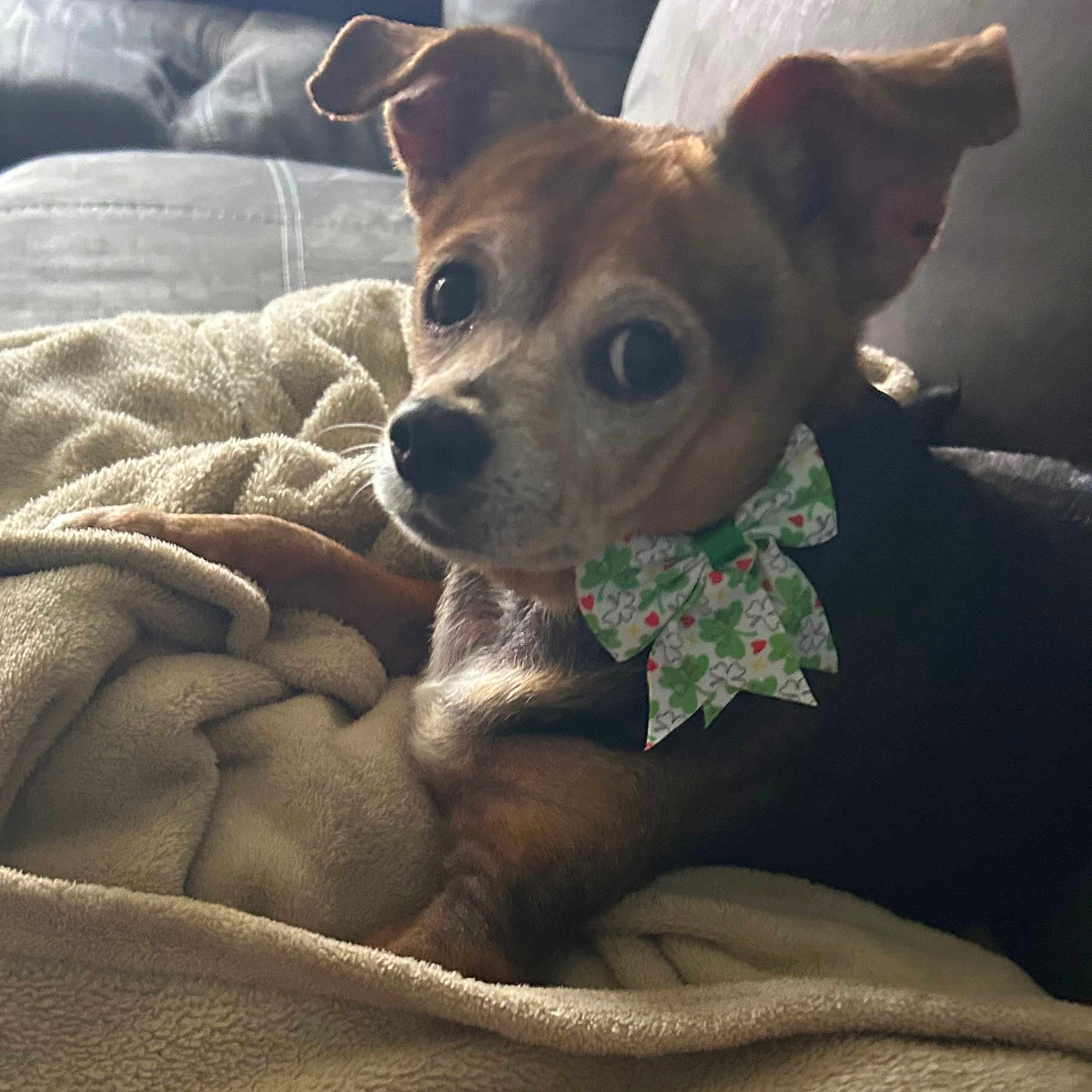 Roxy is registered to the contest to win money with this photo: dog, bow_tie, blanket, indoor, pet, cozy, brown_fur, small_dog, couch, relaxed, cute, looking_away, furniture, closeup, animal, companion, soft_lighting, resting, cute_pet, domestic_animal