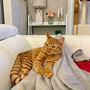 Woody participe au concours pour gagner de l'argent avec cette photo : cat, orange_tabby, blanket, couch, fuzzy_ball, living_room, lamp, flowers, cat_tree, relaxed, indoor, pet, furniture, cozy, soft_texture, striped, paws, ears, whiskers, feline
