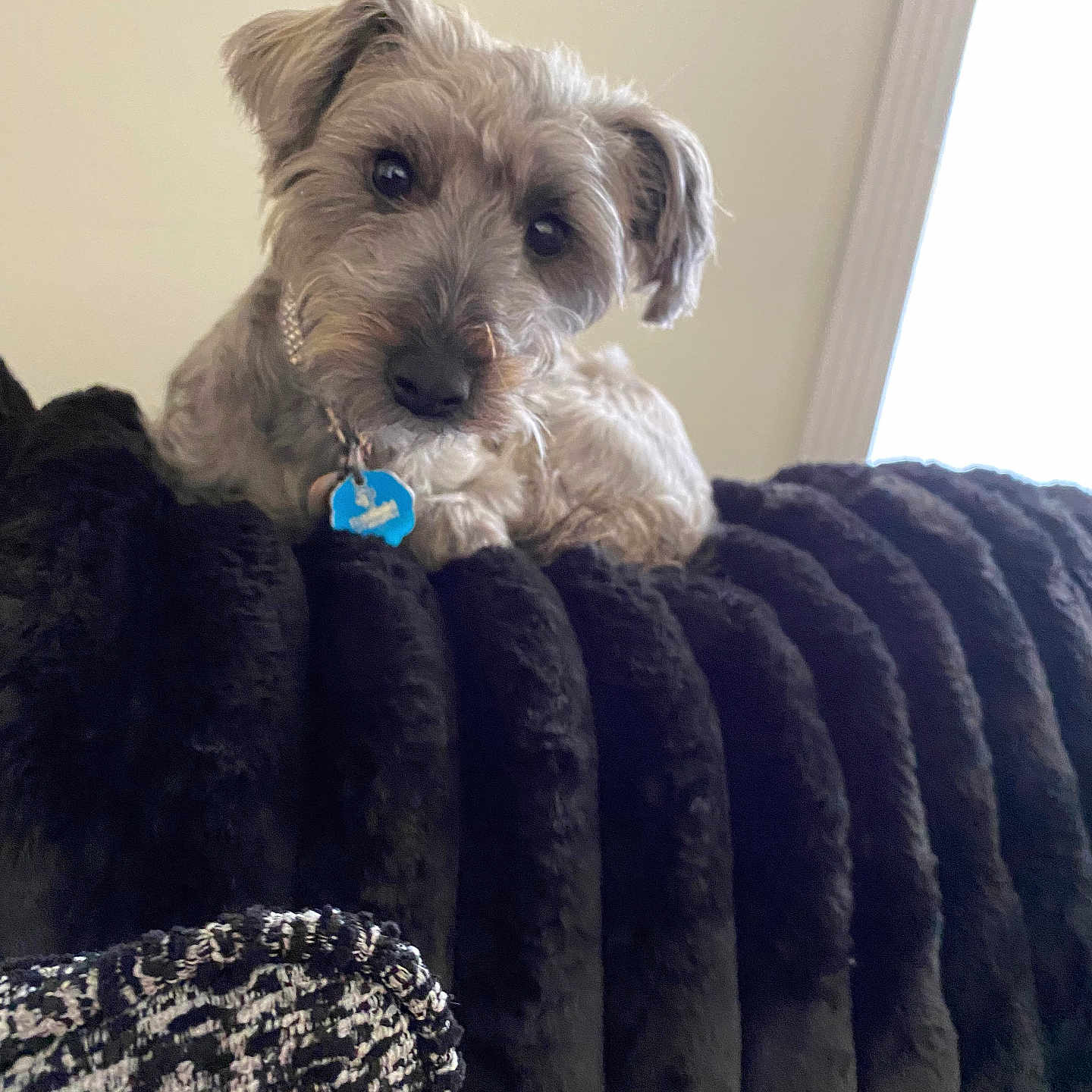 Sasha is registered to the contest to win money with this photo: dog, pet, couch, indoor, plush, fur, blue_tag, curious, small_dog, scruffy, cozy, window_light, home, animal, companion, cute, resting, texture, furniture, portrait