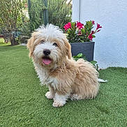 Douky a rejoint le concours — aidez-le/la à gagner de superbes lots ! puppy, dog, grass, outdoor, flower_pot, red_flowers, garden, happy, tongue_out, fluffy, pet, nature, greenery, yard, cute, sitting, animal, summer, sunlight, fence
