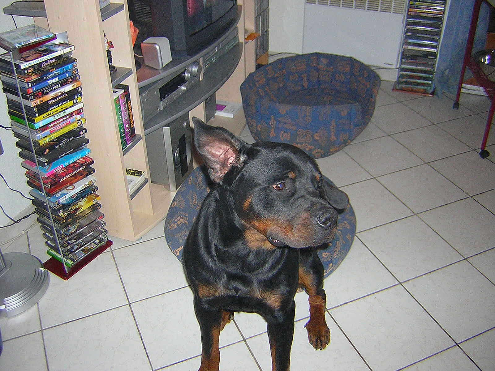Vito
