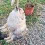 dog, fluffy, toy, stuffed_animal, leaping, outdoor, grass, gravel, potted_plant, plant, playful, pet, animal, fur, mouth_open, eyes, person_hand, nature, jumping, small_dog